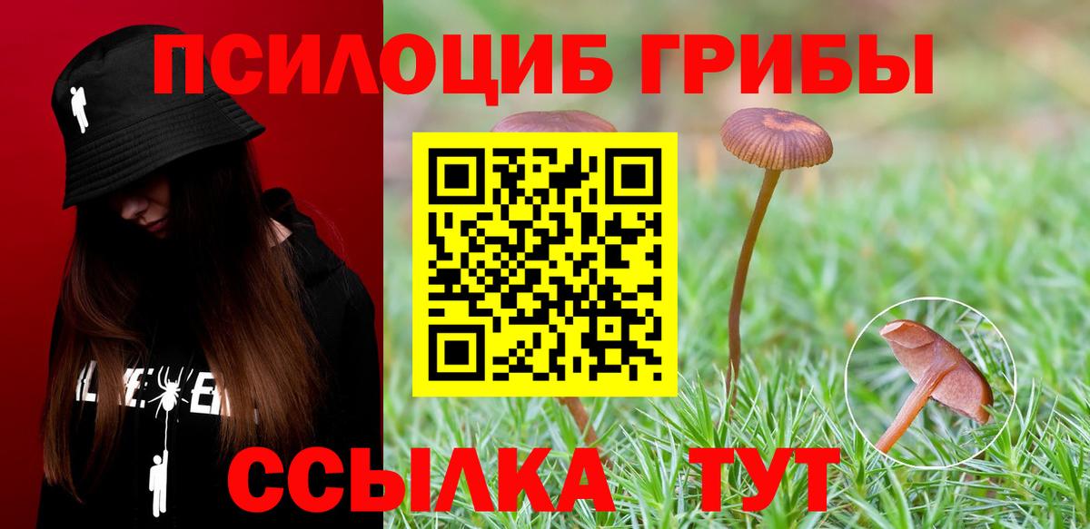Сегежа  Псилоцибиновые грибы Cubensis  Вход с VPN 